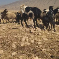 بزغاله پاکستانی|حیوانات مزرعه|سرپل ذهاب, |دیوار