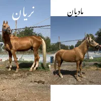 یک راس نریان مدارک دار و یک راس مادیان کرد