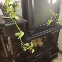 تلویزیون۲۱ اینچ سامسونگ