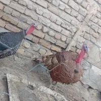 یک جفت بوقلمون