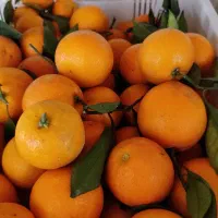 پرتقال خونی