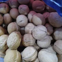 گردو کاغذی سفید آمریکایی  چای عراقی عطر دار لویس|خوردنی و آشامیدنی|اهواز, شهرک رزمندگان|دیوار