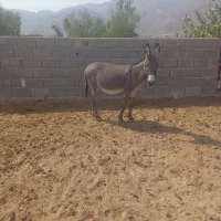 الاغ فروشی برای بار