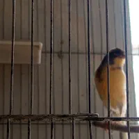 قناری نر و ماده|پرنده|ابهر, |دیوار