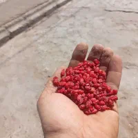 خرید و فروش زرشک و عناب بصورت نقدی