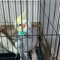 عروس هلندی سخنگو