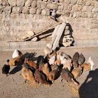 فروش مرغ و بوقلمون|حیوانات مزرعه|اندیمشک, |دیوار