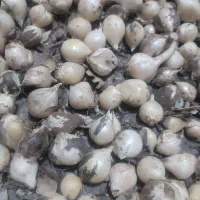 موسیر تازه