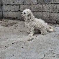 دو تا سگه پا کوتا هر دو نر|سگ|نوشهر, |دیوار