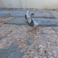 کبوتر طوقی سالم سرحال بدون پر اضافی نر و ماده جفت|پرنده|کرمانشاه, |دیوار