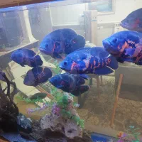 اکواریم و ماهی