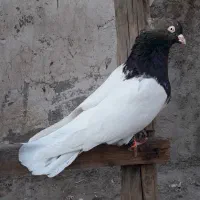 کبوتر کله سیاه نر