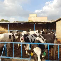 تلیسه .گاو  .جوانه. گوساله