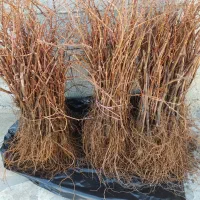 نهال انگور دیمی کوردستان ،و انواع نهال دیگر