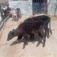 گوساله محلی چاق