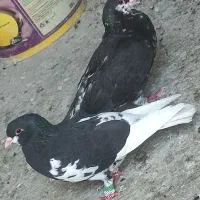 کبوتر‌رنگی