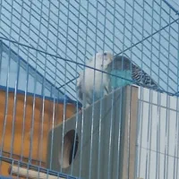 جفت مرغ عشق|پرنده|بم, |دیوار