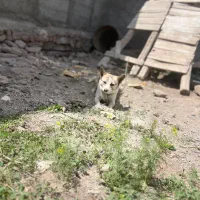 سگ پاکوتاه سرابی