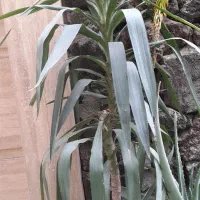 گل طبیعی سالم و شاداب