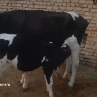 گاو شیری  با گوساله ۳ ماهه
