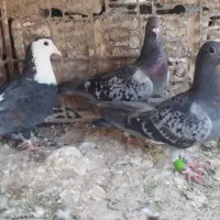کبوتر|پرنده|کازرون, |دیوار