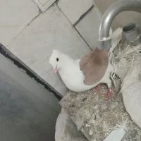 نر شو زرد مخملی