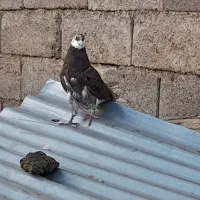 کبوتر