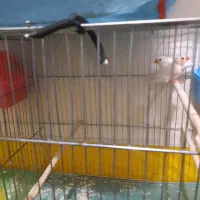 فنچ جوان مولد|پرنده|شاهرود, |دیوار