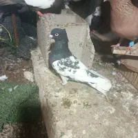 کبوتر بهبهانی