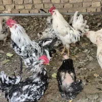 تخم مرغ نطفه دار