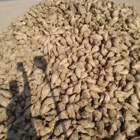 چغندر قند تازه|عمده‌فروشی|بشاریات, |دیوار