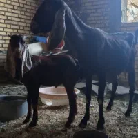 ماده ابستن با کهره نر