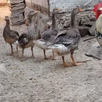 شادگان شهر خنافره