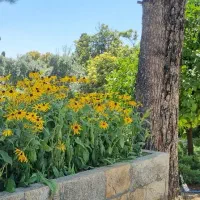 زمین-500متری-کافشان