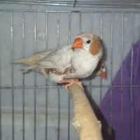 فنچ کینگ|پرنده|کرج, جهانشهر|دیوار