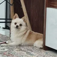 واگذاری دو قلاده سگ پاکوتاه خانگی