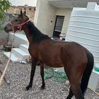 اسب نریون ترکمن