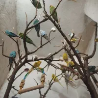 فروش یا معاوضه پرنده
