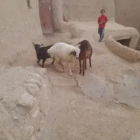 یک عدد بز نر