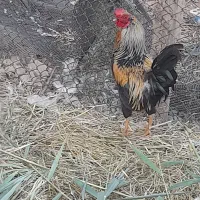 فروش خروس در حمیدیه