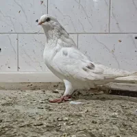 کبوتر ماده|پرنده|گرمی, |دیوار