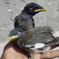 جوجه‌میناسایزبزرگ‌