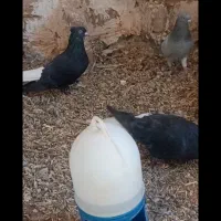 جفتگاه رنگه