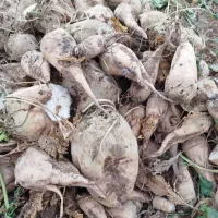 چغندر فقط برای خوراک دام|عمده‌فروشی|بشاریات, |دیوار