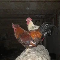 خروس سرحال سالم