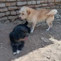 واگذاری 2عدد سگ پاکوتاه