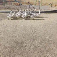 غاز|حیوانات مزرعه|کوزران, |دیوار