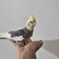 عروس هلندی|پرنده|فلاورجان, |دیوار