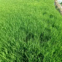 تخم چلتیک درجه ۱