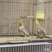 عروس هلندی نژاد گلباقالی